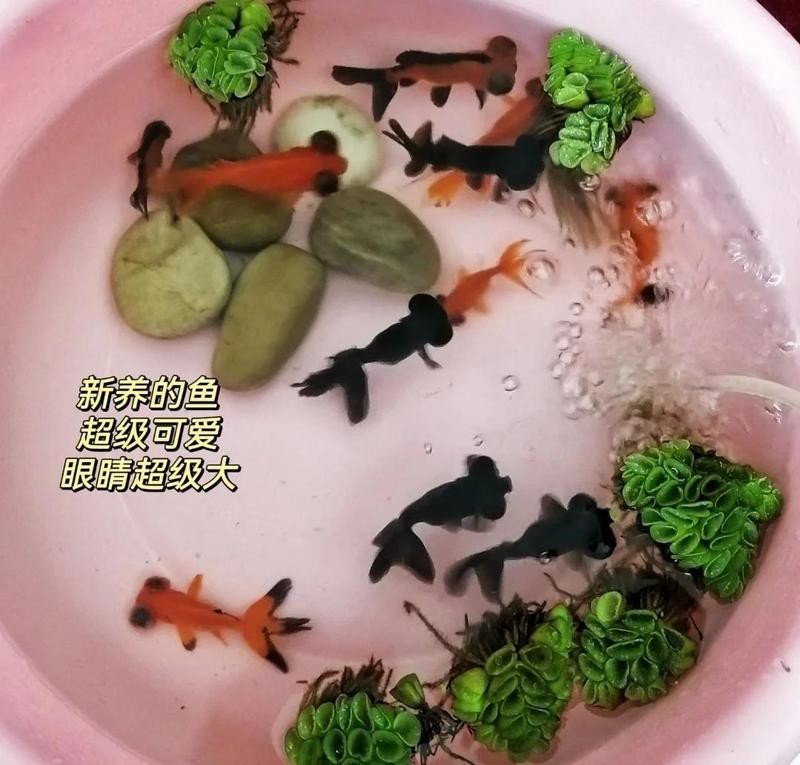 拼多多買魚苗可靠嗎【拼多多買魚苗的可靠性分析】