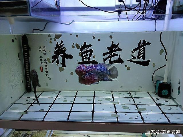 孟爾喂麥穗魚最忌三種東西【養殖麥穗魚的注意事項】