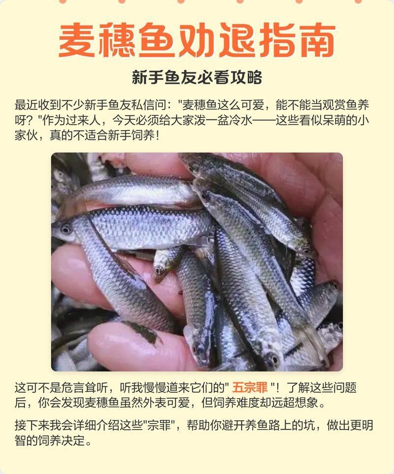 孟爾喂麥穗魚最忌三種東西【養殖麥穗魚的注意事項】