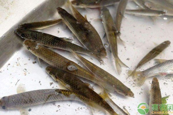 孟爾喂麥穗魚最忌三種東西【養殖麥穗魚的注意事項】