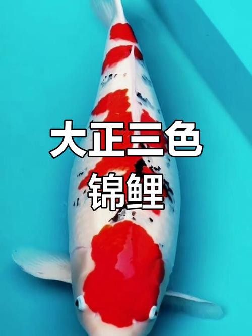 單三錦鯉圖片【單三錦鯉圖文解析】