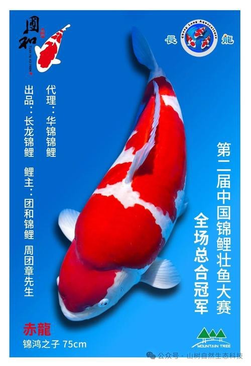 單三錦鯉圖片【單三錦鯉圖文解析】