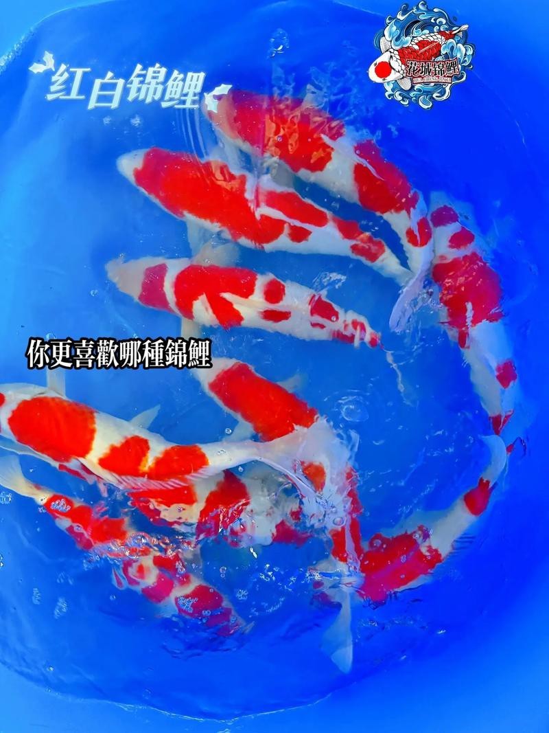單三錦鯉圖片【單三錦鯉圖文解析】
