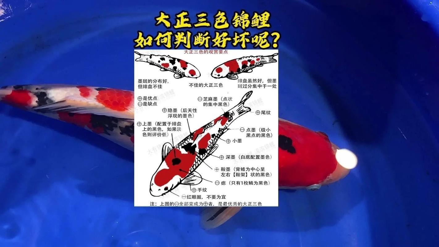 單三錦鯉圖片【單三錦鯉圖文解析】