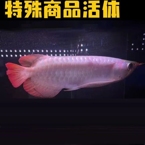 辣椒紅龍魚發色過程圖解【《辣椒紅龍魚發色過程圖解》】