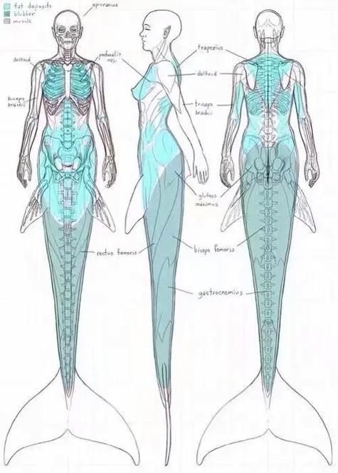 美人魚的私人部位圖片【關(guān)于美人魚的解剖結(jié)構(gòu)】