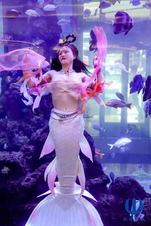 美人魚的私人部位圖片【關(guān)于美人魚的解剖結(jié)構(gòu)】