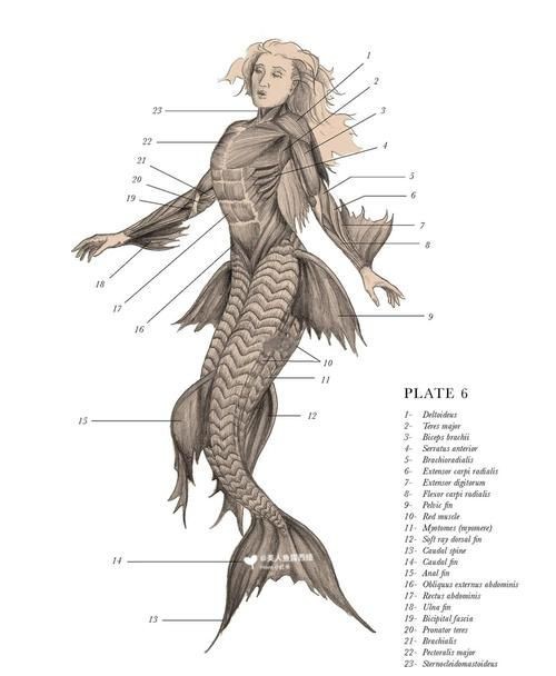 美人魚的私人部位圖片【關(guān)于美人魚的解剖結(jié)構(gòu)】