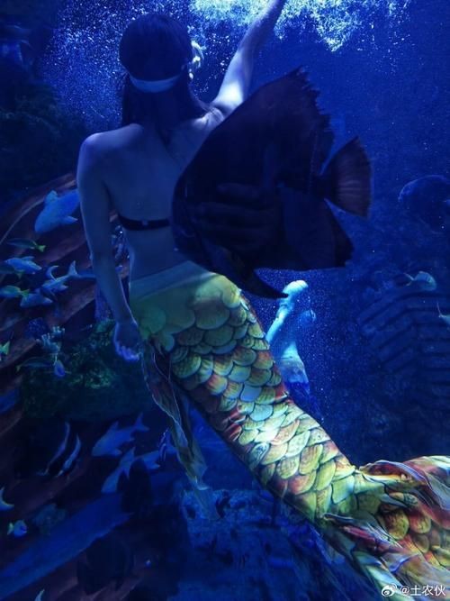 美人魚的私人部位圖片【關(guān)于美人魚的解剖結(jié)構(gòu)】