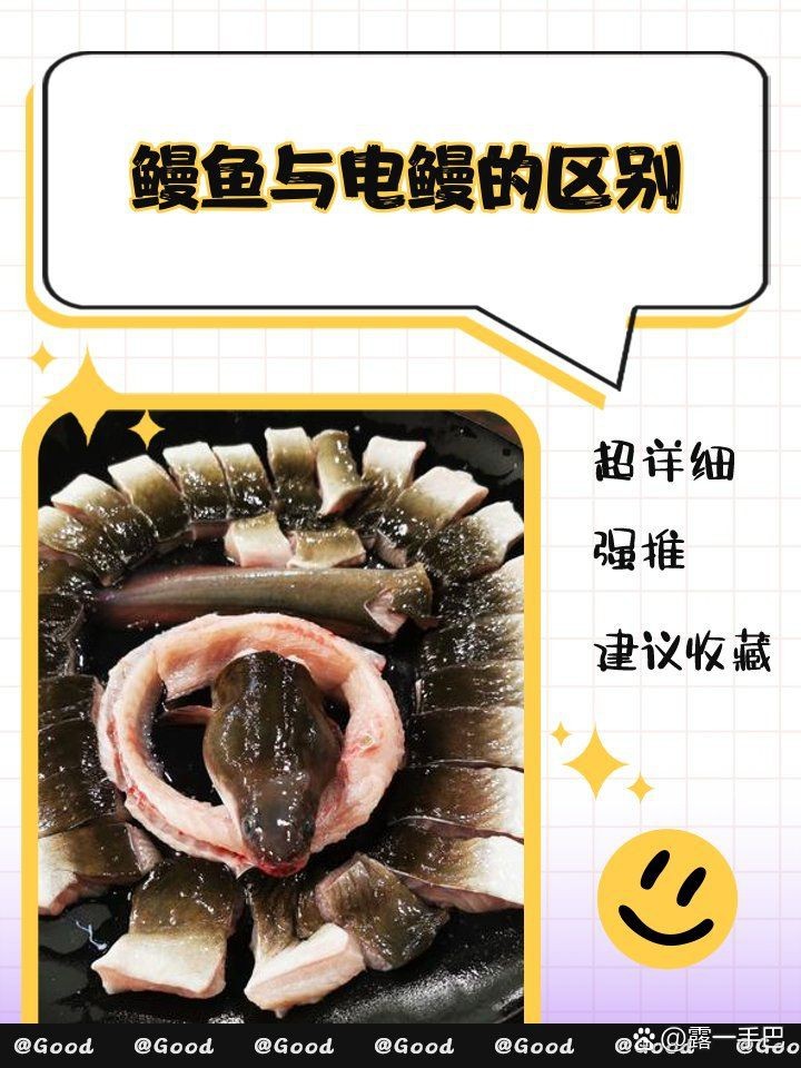 鰻魚和電鰻是一種東西嗎【探究暖寶寶，鰻魚與電鰻的區別】
