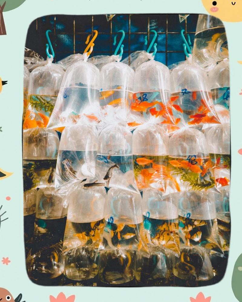 香港水族店【香港著名水族店金魚街有哪些特色水族市場開放時間】