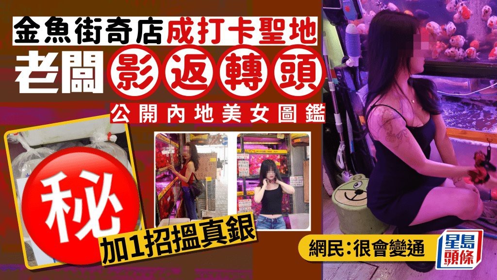 香港水族店【香港著名水族店金魚街有哪些特色水族市場開放時間】