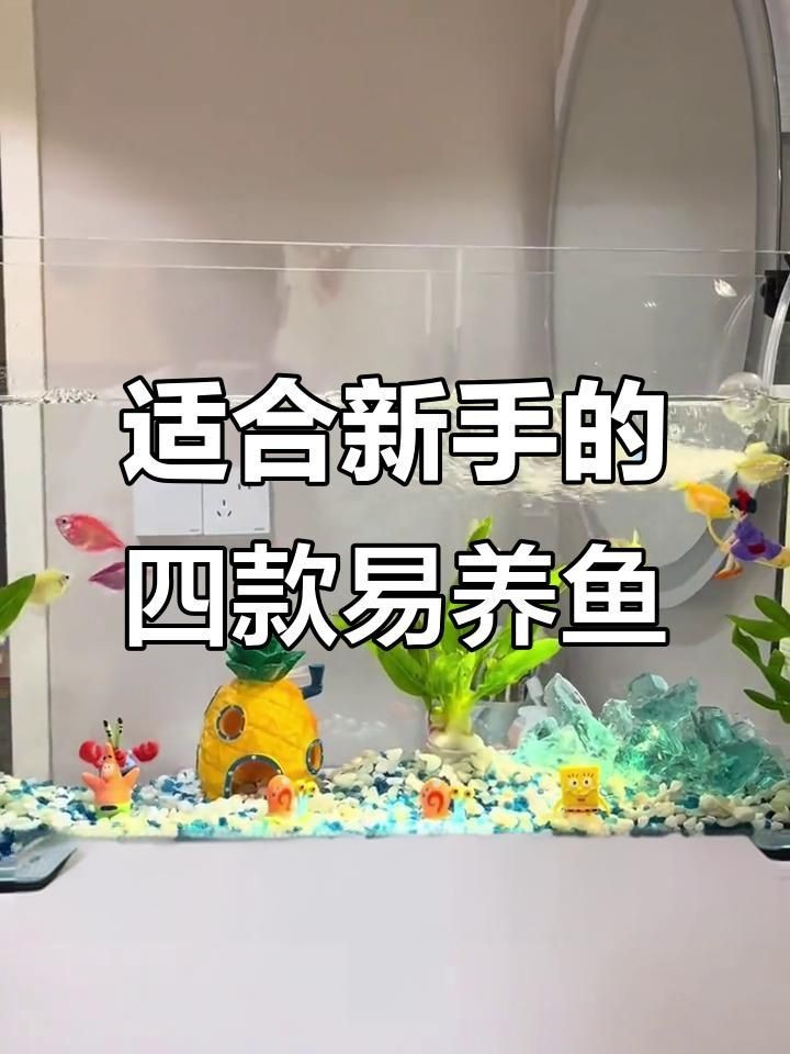 哪種魚最好養(yǎng)【十大最適合新手養(yǎng)的觀賞魚，皮實(shí)又美麗】