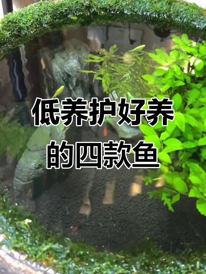 哪種魚最好養(yǎng)【十大最適合新手養(yǎng)的觀賞魚，皮實(shí)又美麗】