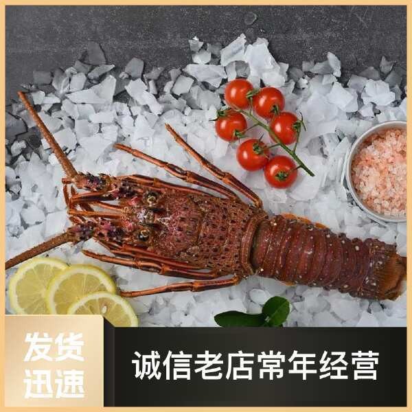 紅龍蝦500g今日價格表【《紅龍蝦500g今日價格表》*今日價格展開】