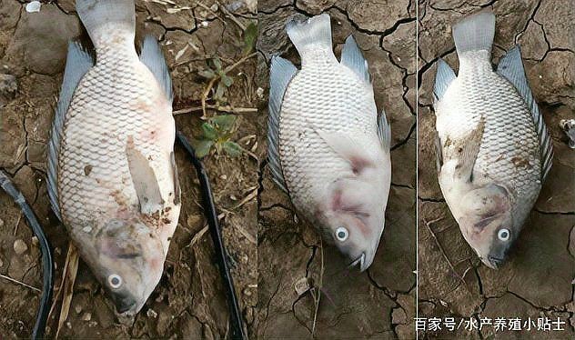 羅非魚鏈球菌最忌三種藥【綠色使者,蟲見愁丨羅非魚養殖中的“惡魔”——鏈球菌病】