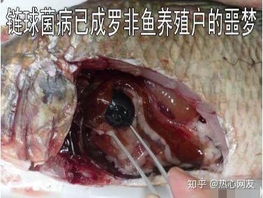 羅非魚鏈球菌最忌三種藥【綠色使者,蟲見愁丨羅非魚養殖中的“惡魔”——鏈球菌病】