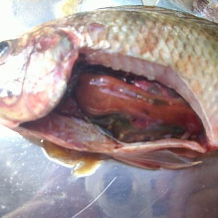 羅非魚鏈球菌最忌三種藥【綠色使者,蟲見愁丨羅非魚養殖中的“惡魔”——鏈球菌病】