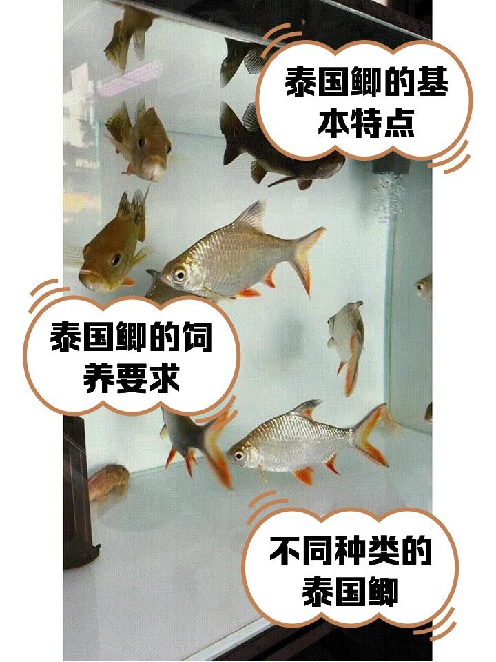 檸檬鯽和泰國鯽哪個(gè)更安全【檸檬鯽與泰國鯽的區(qū)別】 檸檬鯽和泰國鯽哪個(gè)更安全【檸檬鯽與泰國鯽的區(qū)別】 龍魚論壇 第4張