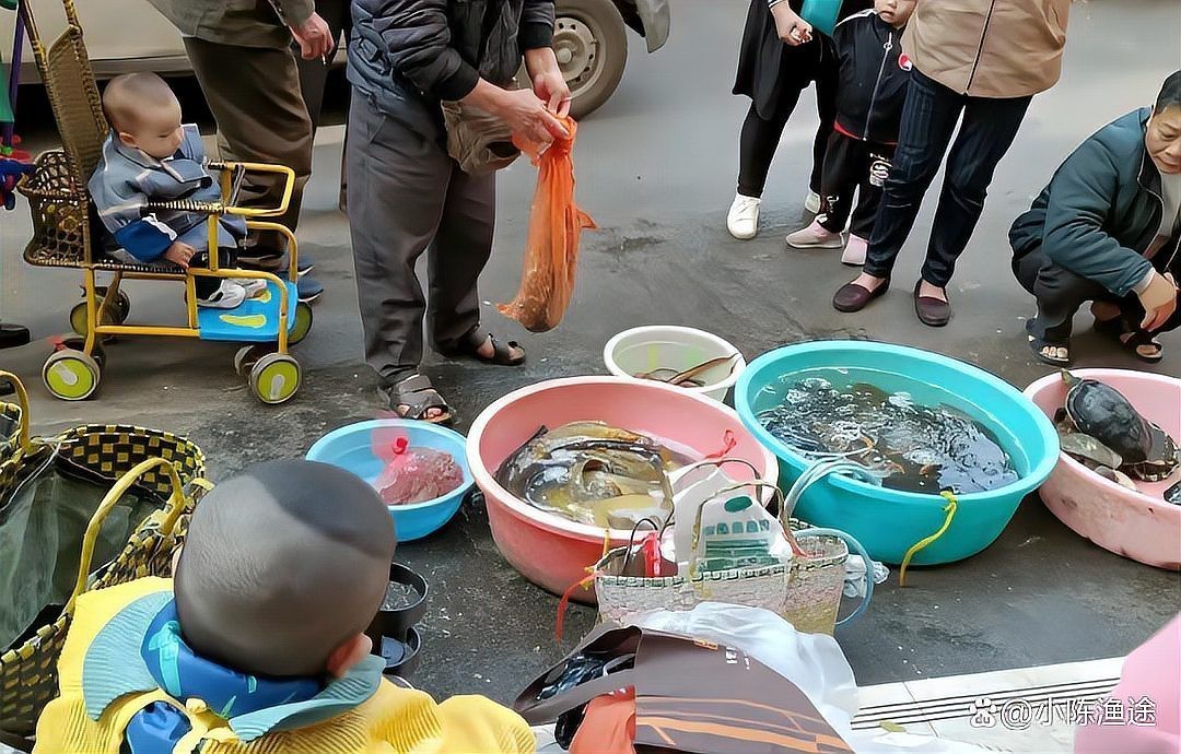 龍躉魚為啥不建議吃【關(guān)于龍躉魚的幾點(diǎn)建議】