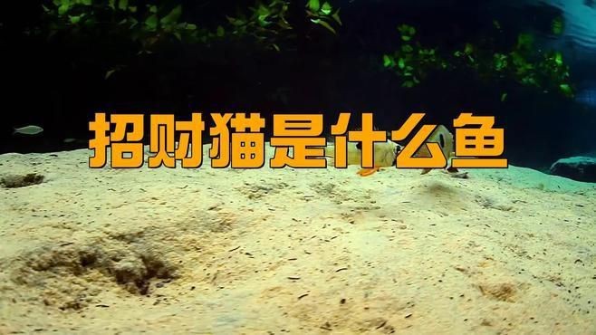 招財貓魚有哪些品種？【招財貓是什么魚】