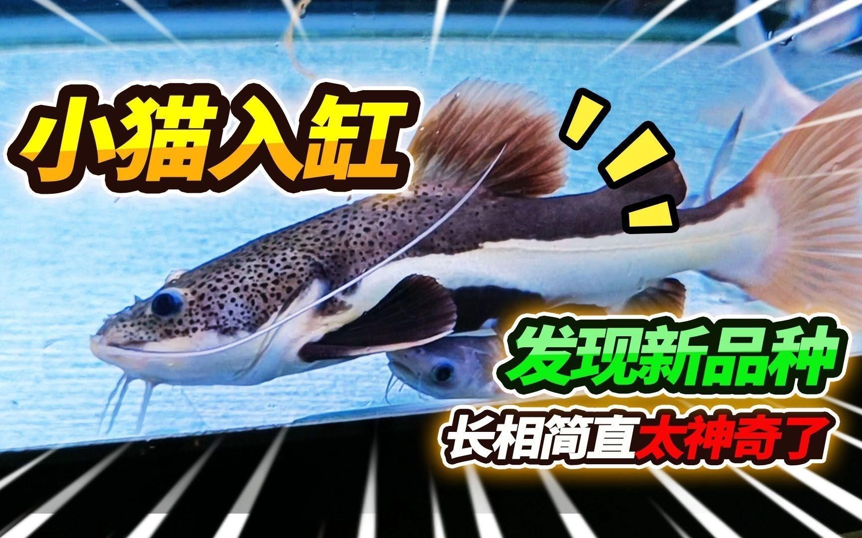 招財貓魚有哪些品種？【招財貓是什么魚】