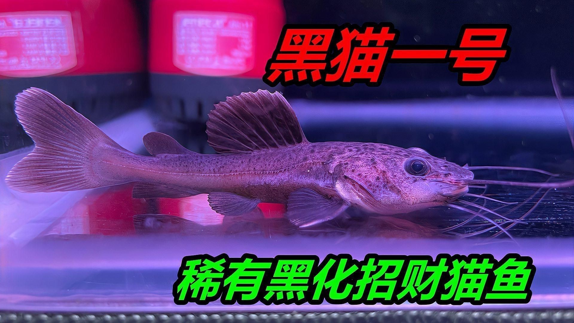 招財貓魚有哪些品種？【招財貓是什么魚】