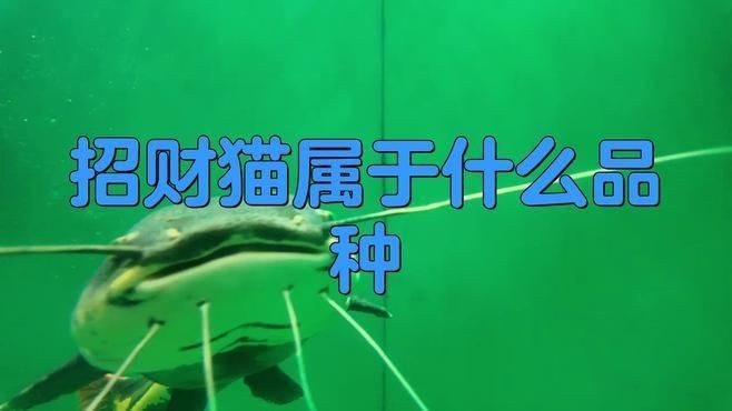 招財貓魚有哪些品種？【招財貓是什么魚】