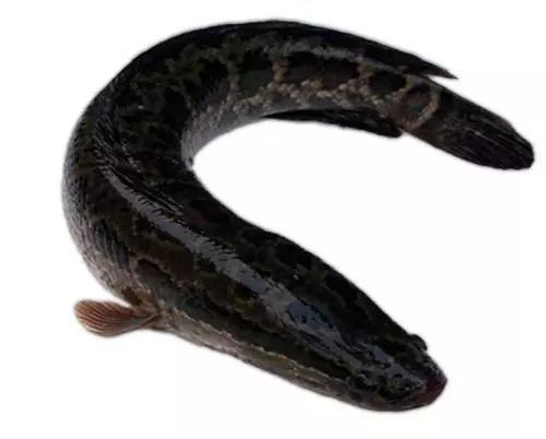 十大常見(jiàn)的黑色魚(yú)圖片【《黑色魚(yú)圖片》*的十大常見(jiàn)黑色魚(yú)圖片】