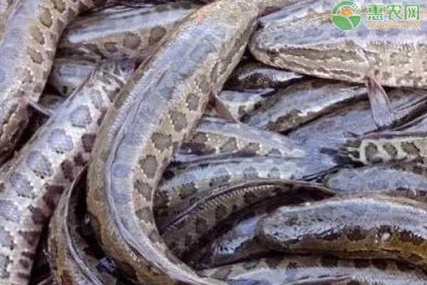 十大常見(jiàn)的黑色魚(yú)圖片【《黑色魚(yú)圖片》*的十大常見(jiàn)黑色魚(yú)圖片】
