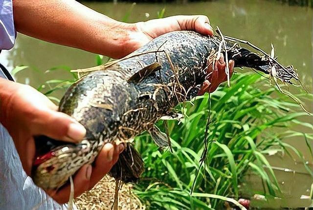 十大常見(jiàn)的黑色魚(yú)圖片【《黑色魚(yú)圖片》*的十大常見(jiàn)黑色魚(yú)圖片】