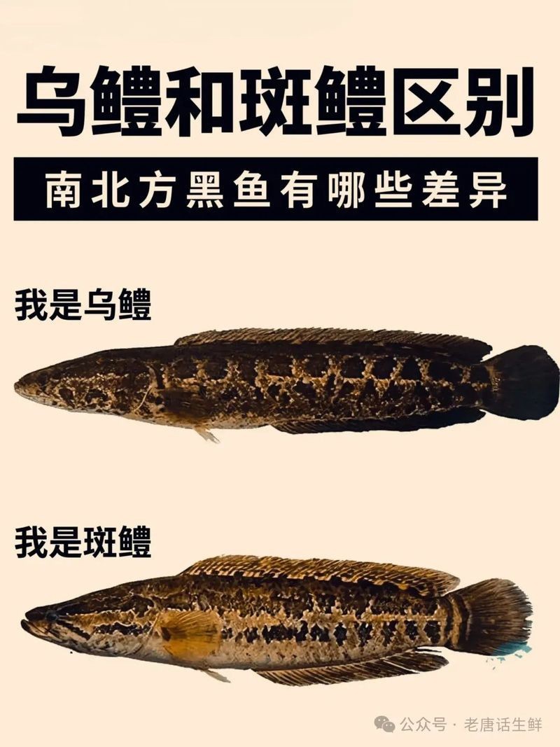十大常見(jiàn)的黑色魚(yú)圖片【《黑色魚(yú)圖片》*的十大常見(jiàn)黑色魚(yú)圖片】