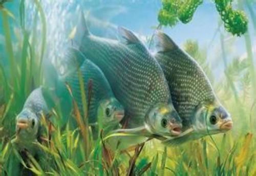 十大常見(jiàn)的黑色魚(yú)圖片【《黑色魚(yú)圖片》*的十大常見(jiàn)黑色魚(yú)圖片】