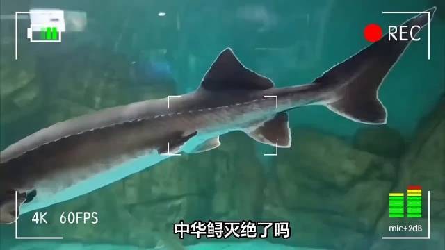 鱘龍魚的保護現狀如何？【中華鱘的保護現狀】