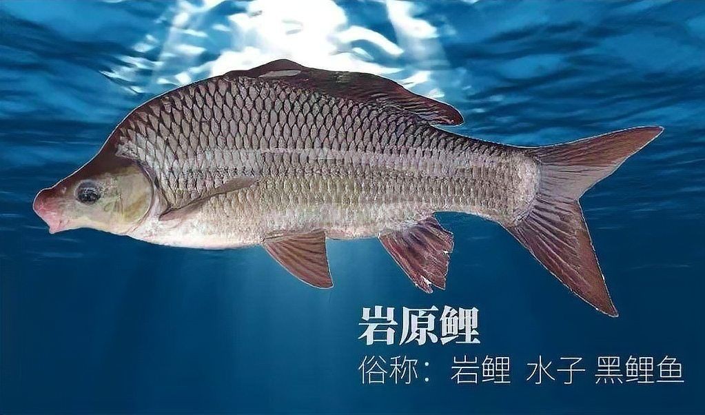 鯉魚是國家保護動物嗎【這5種野生鯉魚釣到一定要放生，每種都“很刑”小小漁樂圈】