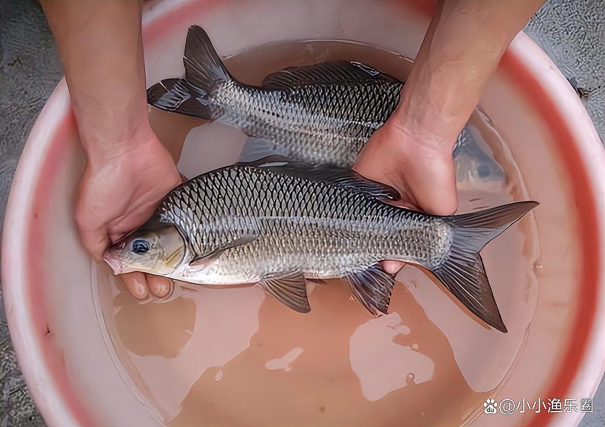 鯉魚是國家保護動物嗎【這5種野生鯉魚釣到一定要放生，每種都“很刑”小小漁樂圈】