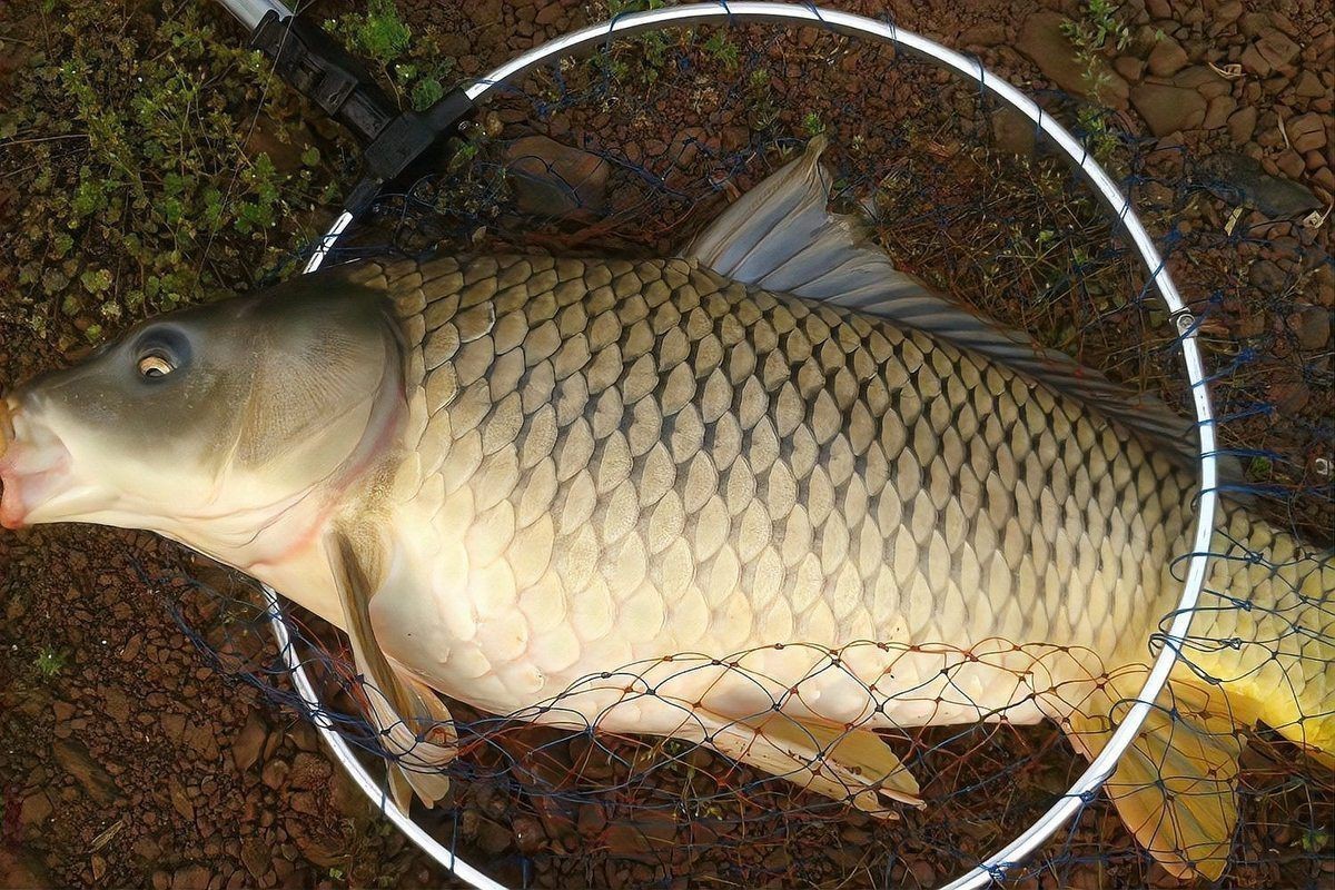 鯉魚是國家保護動物嗎【這5種野生鯉魚釣到一定要放生，每種都“很刑”小小漁樂圈】
