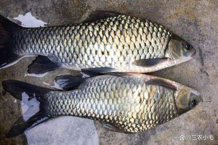 鯉魚是國家保護動物嗎【這5種野生鯉魚釣到一定要放生，每種都“很刑”小小漁樂圈】