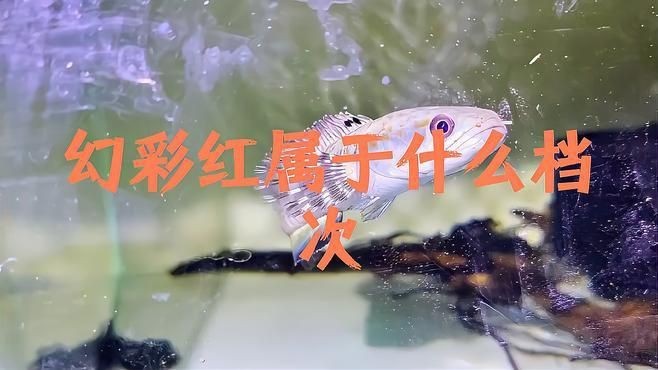 幻彩雷龍屬于什么檔次【幻彩雷龍魚屬于中高檔次的觀賞魚】