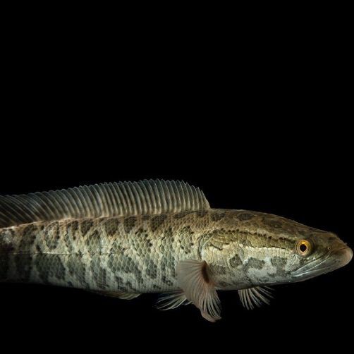 幻彩雷龍屬于什么檔次【幻彩雷龍魚屬于中高檔次的觀賞魚】