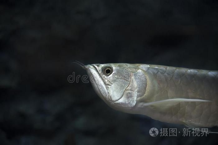 金龍魚高清圖片可以做什么用？【金龍魚掛畫讓家更有格調(diào)的秘密淘寶網(wǎng)金龍魚擺件寓意深】