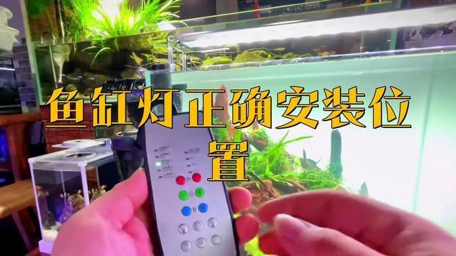 龍魚燈擺放需要哪些注意事項？【龍魚燈光擺放技巧】