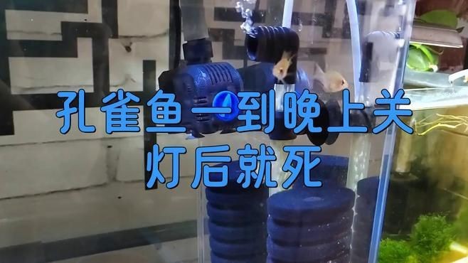 如何判斷孔雀魚(yú)是否夜間死亡？【孔雀魚(yú)夜間死亡前的十大征兆】