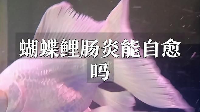 魚得了腸炎會自愈嗎？【魚得了腸炎一般不會自愈】
