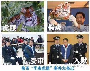 誰下令滅了華南虎【華南虎滅了華南虎是如何走向絕路的搜狐·歷史】