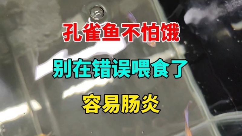 孔雀魚大肚子2個月還沒生【孔雀魚大肚子2個月還沒生產是怎么回事？】