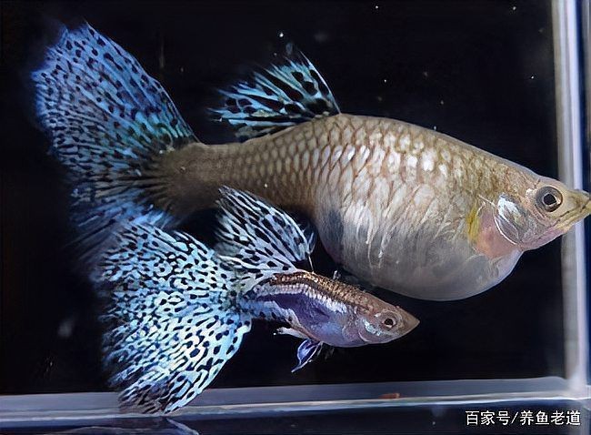 孔雀魚大肚子2個月還沒生【孔雀魚大肚子2個月還沒生產是怎么回事？】