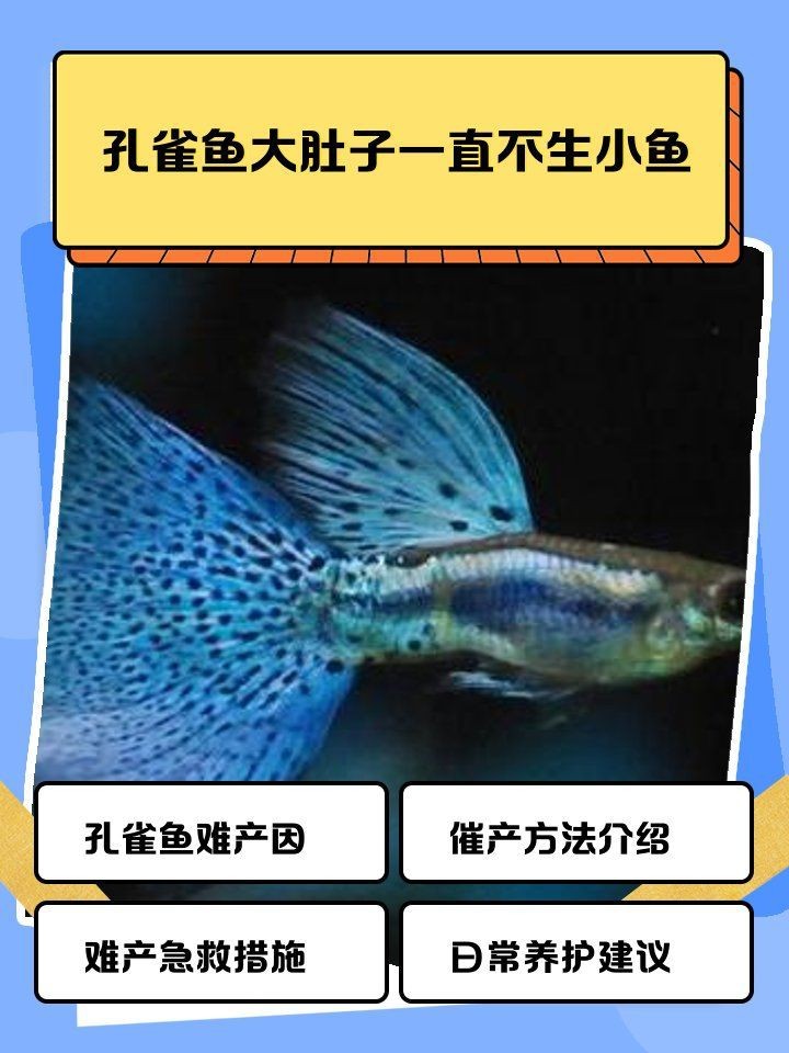 孔雀魚大肚子2個月還沒生【孔雀魚大肚子2個月還沒生產是怎么回事？】