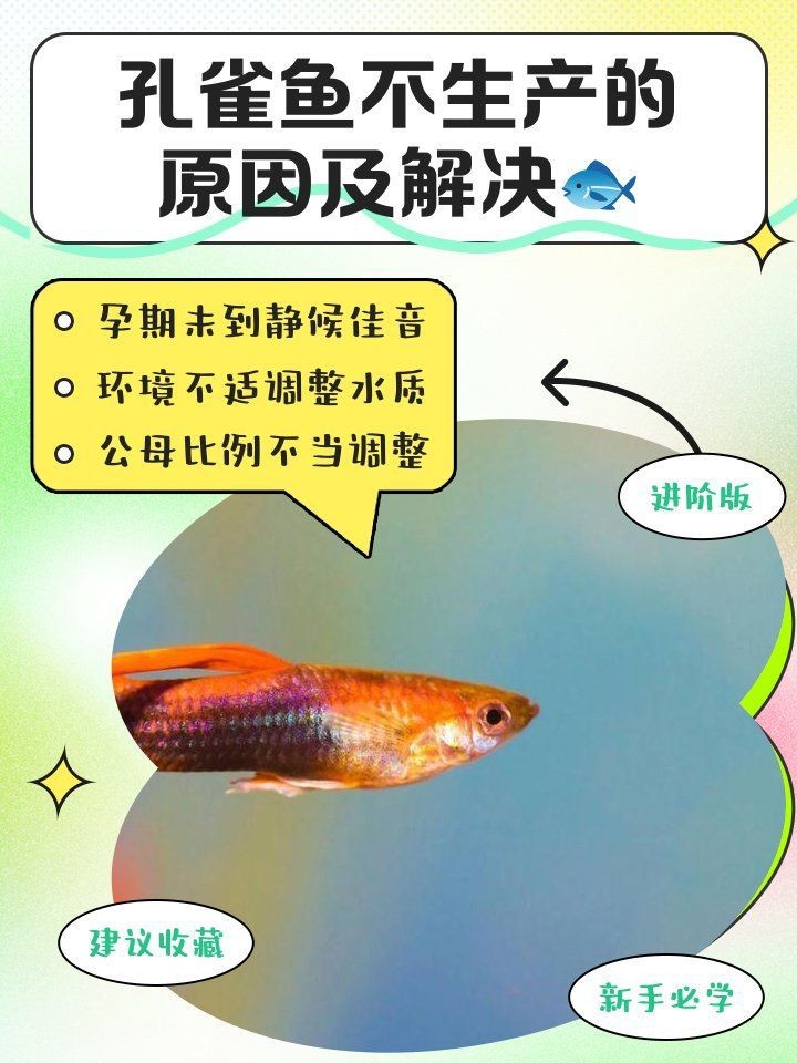 孔雀魚大肚子2個月還沒生【孔雀魚大肚子2個月還沒生產是怎么回事？】