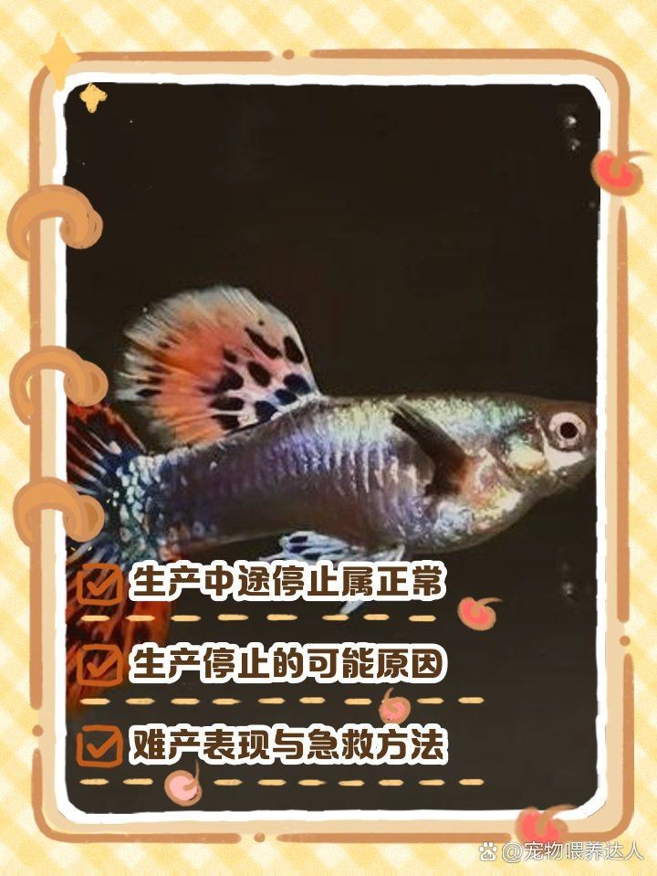 孔雀魚大肚子2個月還沒生【孔雀魚大肚子2個月還沒生產是怎么回事？】